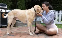 Los beneficios de hacer ejercicio con tu mascota