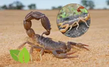 El trucazo para eliminar los alacranes de tu hogar y evitar riesgos para tu familia