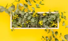 La planta nativa que convierte a tu jardín brillante como el sol