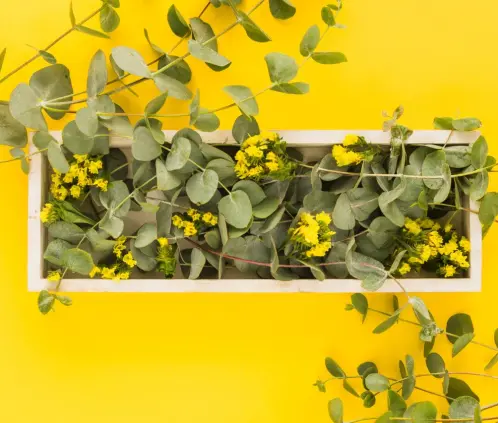 La planta nativa que convierte a tu jardín brillante como el sol La planta nativa que convierte a tu jardín brillante como el sol