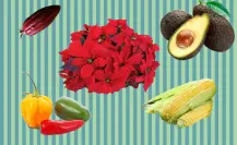 5 plantas nativas que México le dio al mundo y debes conocer