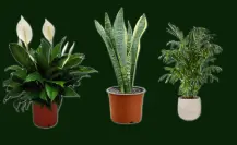 3 plantas que refrescan y purifican tu casa en verano: los mejores consejos y cuidados para tu hogar