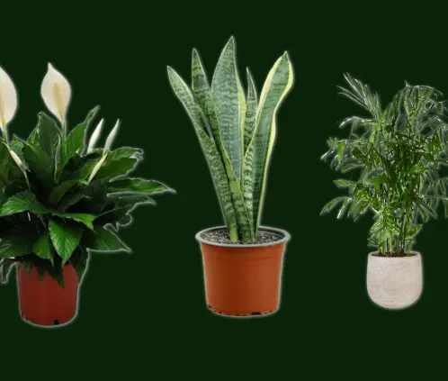 La Cuna de Moisés, la Lengua de Suegra y la Palma de Bambú son plantas de fácil cuidado y grandes beneficios (Especial)