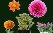 Las plantas nativas que florecen en verano y son más bonitas que los girasoles