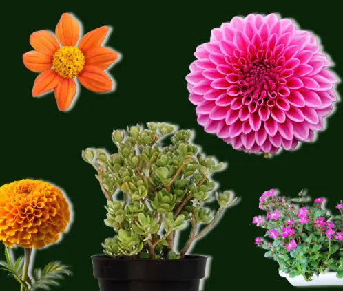 Estas plantas le darán color y grandes aromas a tu casa este verano y más allá del otoño (Especial) Estas plantas le darán color y grandes aromas a tu casa este verano y más allá del otoño (Especial)