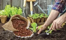 El poderoso abono para las plantas que nadie conoce y todos desechan