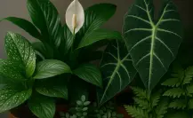5 plantas nativas de México que no necesitan sol para crecer en verano