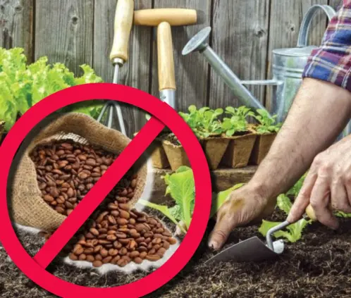 No todas las plantas toleran el café (Especial) No todas las plantas toleran el café (Especial)
