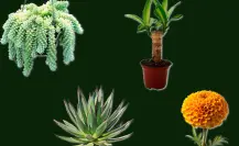 5 plantas nativas de México que se pueden regalar en el Día del Padre