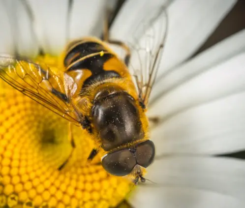 La fauna polinizadora contribuye al equilibrio ecológico (Egor Kamelev / pxhere.com) La fauna polinizadora contribuye al equilibrio ecológico (Egor Kamelev / pxhere.com)