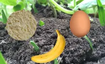 5 abonos caseros para las plantas nativas de México que puedes hacer con pocos ingredientes