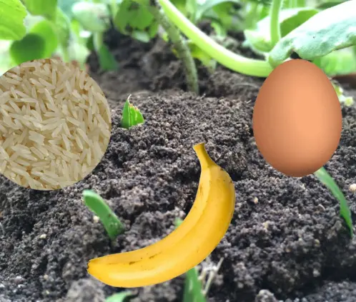 Estos abonos son una gran solución para tu jardín (ESPECIAL) Estos abonos son una gran solución para tu jardín (ESPECIAL)