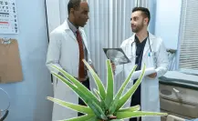 Esta es la planta nativa favorita de la medicina por estas 3 razones
