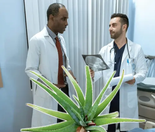 Esta planta se ha convertido en un aliado en temas de la salud (ESPECIAL) Esta planta se ha convertido en un aliado en temas de la salud (ESPECIAL)