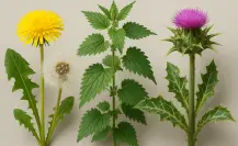 3 plantas nativas de México que te ayudan a desintoxicar tu cuerpo en pocos pasos