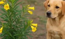 La planta nativa de México que es peligrosa para tu mascota y JAMÁS debes tener en tu jardín