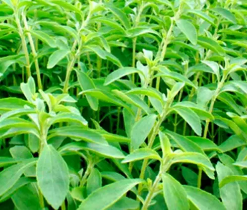 La Stevia cuenta con propiedades medicinales y alimenticias, además de ser un endulzante natural. La Stevia cuenta con propiedades medicinales y alimenticias, además de ser un endulzante natural.