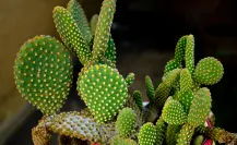 Esta planta nativa de México te ayuda a reducir el colesterol en pocos pasos