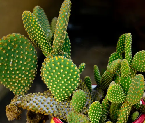 El nopal es el símbolo nacional y sus propiedades a favor de la salud siguen maravillando al mundo (Flickr) El nopal es el símbolo nacional y sus propiedades a favor de la salud siguen maravillando al mundo (Flickr)