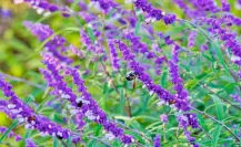 3 plantas nativas de México que atraerán abejas, colibríes y mariposas