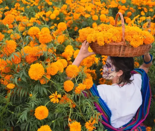 El cempasúchil es la flor que se ha convertido en emblema del 2 de noviembre (Shutterstock)