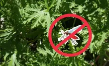 ¡Adiós mosquitos! Esta fabulosa planta repele insectos esta temporada de lluvias
