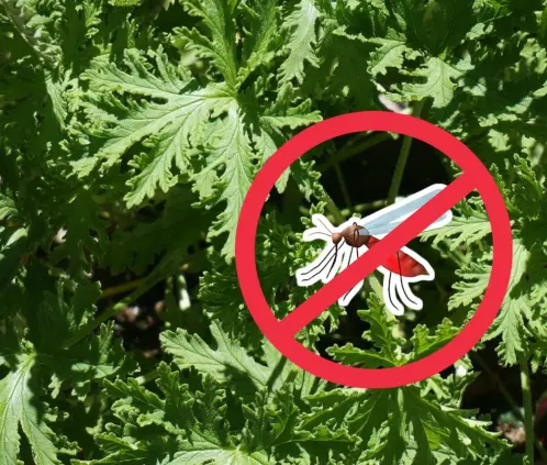Dile adiós a los problemas con mosquitos con este repelente natiral (ESPECIAL) Dile adiós a los problemas con mosquitos con este repelente natiral (ESPECIAL)