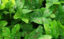 El poderoso abono orgánico que deja las plantas más verdes que nunca