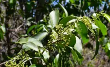 La misteriosa planta que ayuda a combatir gastritis y úlceras si se consume de forma adecuada