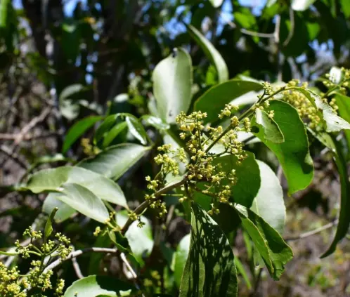 La cancerina es una planta que cuenta con el aval de la UNAM (Especial)