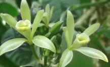 Esta planta nativa no sólo saboriza, también es buena para la salud mental