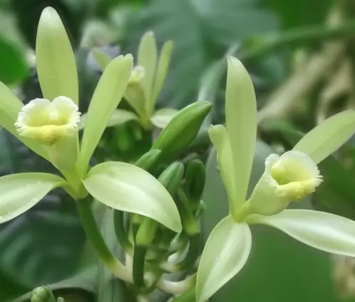 La vainilla es una planta nativa ideal para la cocina y la salud (Crédito: pxhere.com) La vainilla es una planta nativa ideal para la cocina y la salud (Crédito: pxhere.com)