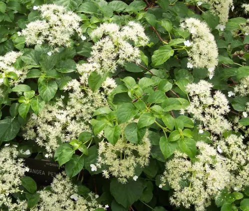 La hortensia trepadora convierte cualquier jardín en una bella cascada blanca (Wikimedia Commons) La hortensia trepadora convierte cualquier jardín en una bella cascada blanca (Wikimedia Commons)