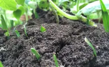 El desconocido abono conocido como la “mina de oro verde” que toda planta necesita en verano