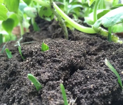 Con este abono tus plantas contarán con más nutrientes (Getty Images) Con este abono tus plantas contarán con más nutrientes (Getty Images)