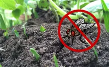 El abono secreto que las plagas odian porque protege las plantas nativas de casa