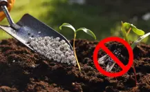 El poderoso abono que mantiene los insectos a raya y se hace con pocos ingredientes