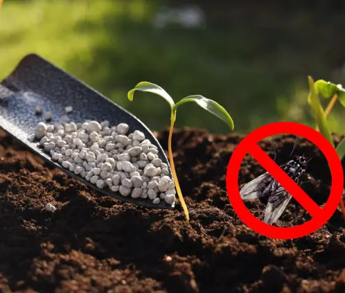 Los insectos estarán muy lejos de tus plantas con este abono que funciona como repelente (pexels) Los insectos estarán muy lejos de tus plantas con este abono que funciona como repelente (pexels)