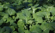 Este abono casero hará que tus plantas florezcan como nunca antes en el verano 2025
