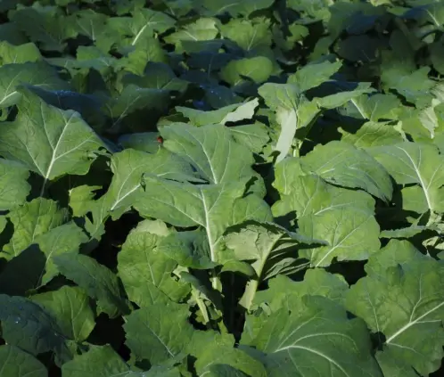 Tus plantas se verán más verdes por todo el verano (Wikimedia Commons) Tus plantas se verán más verdes por todo el verano (Wikimedia Commons)
