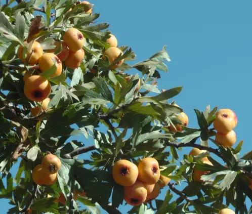 Esta planta nativa es característica en la preparación de los ponches en fiestas navideñas (Wikimedia Commons) Esta planta nativa es característica en la preparación de los ponches en fiestas navideñas (Wikimedia Commons)