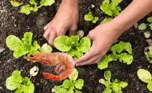 El desconocido abono marino para las plantas que nadie aprovecha, pero es de fácil acceso