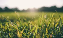 El abono natural que deja tu césped más verde que nunca y cuesta menos de lo que imaginas