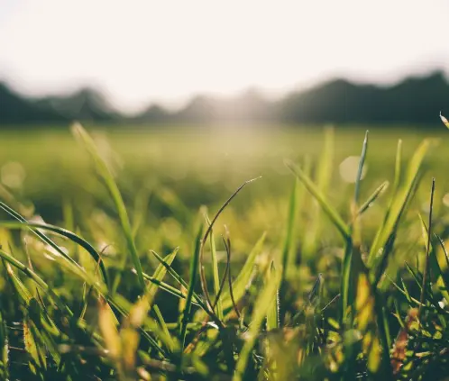Un césped más verde y con mejores nutrientes es posible (ESPECIAL)