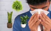 ¡Adiós, estornudos! Estas son las plantas nativas que deberías tener si sufres alergias
