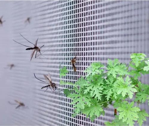 La citronela se convierte en la barrea natural en contra de los mosquitos (ESPECIAL) La citronela se convierte en la barrea natural en contra de los mosquitos (ESPECIAL)