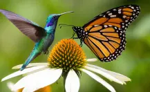 La planta nativa Dura de matar que atrae mariposas por la mañana y colibríes por la tarde