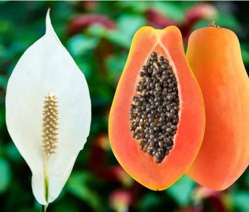 No pierdas detalle de como con papaya se puede ayudar a la cuna de moisés No pierdas detalle de como con papaya se puede ayudar a la cuna de moisés