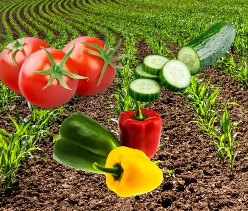 Con esta fórmula, tus tomates, pimientos y pepinos crecerán como si tuvieras un campo (ESPECIAL)