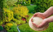 No es café ni huevo: el abono que es oro para las plantas y el jardín